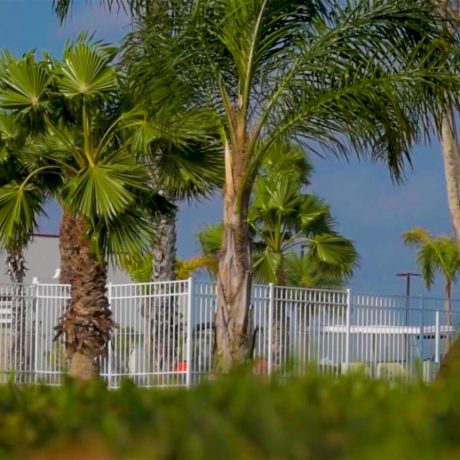 White fence with palm trees and clear sky